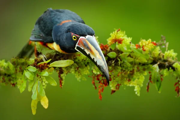 Collared Aracari Μικρό Toucan Pteroglossus Torquatus Πουλί Μεγάλο Χαρτονόμισμα Toucan — Φωτογραφία Αρχείου