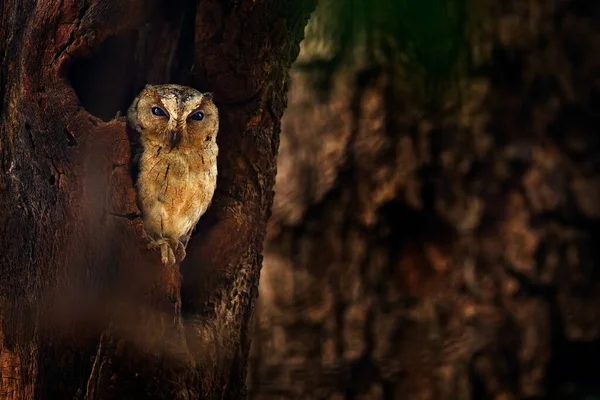 Chouette Pétoncle Indienne Otus Bakkamoena Oiseau Rare Asie Malaisie Belle — Photo