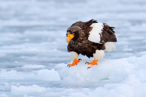 Sea bird on the ice. Japan eagle in winter. Steller's sea eagle, Haliaeetus pelagicus, bird with white snow, Hokkaido, Japan. Wildlife action behaviour scene from nature. Eagle sitting on the ice lake