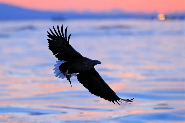 Sonnenuntergang Meer Schöner Steller Seeadler Haliaeetus Pelagicus Mit Morgensonnenaufgang Hokkaido — Stockfoto