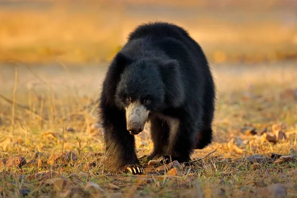 Divoká Zvěř Indie Lední Medvěd Melursus Ursinus Národní Park Ranthambore — Stock fotografie