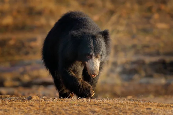 Divoká Zvěř Indie Lední Medvěd Melursus Ursinus Národní Park Ranthambore — Stock fotografie