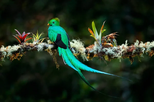 Quetzal Pharomachrus Mocinno Uit Natuur Costa Rica Met Roze Bloemenbos — Stockfoto