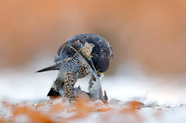 팔콘이라고 맹금류는 겨울에 독일의 있습니다 마녀가 비둘기를 죽였어 눈덮인 — 스톡 사진