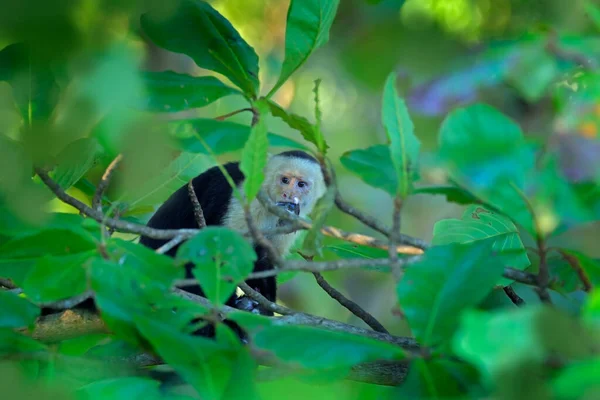 Mono Atrapar Pájaro Paloma Escena Alimentación Capuchino Cabeza Blanca Mono —  Fotos de Stock