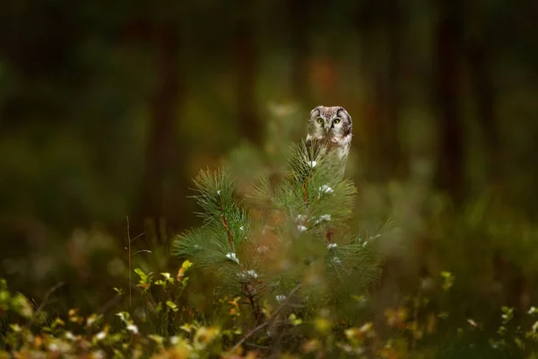 Boreal Κουκουβάγια Στο Πράσινο Πορτοκαλί Αφήσει Φθινόπωρο Δάσος Στην Κεντρική — Φωτογραφία Αρχείου