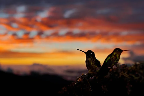 Pomarańczowy Zachód Słońca Kolibra Ptak Wieczornym Zachodzie Słońca Talamanca Podziwiany — Zdjęcie stockowe