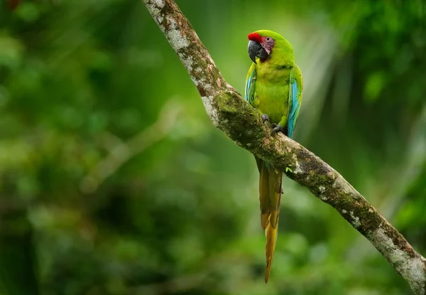 Vida Silvestre Costa Rica Ara Ambigua Loro Verde Guacamayo Verde — Foto de Stock