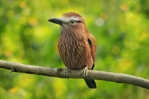Rolo Roxo Coracias Naevius Rolo Rufous Coroado Pássaro Difundido África — Fotografia de Stock