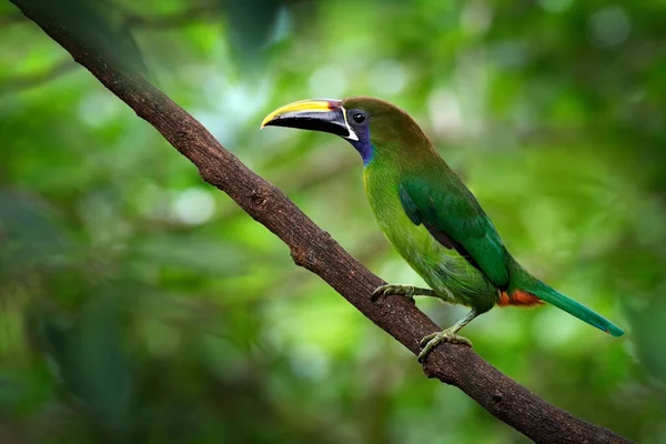 Blåhalsad Toucanet Aulacorhynchus Caeruleogularis Grön Tukan Naturmiljön Bergen Costa Rica — Stockfoto