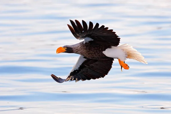 일본의 서식지이다 켈러의 독수리 날으는 보이고 홋카이도 — 스톡 사진