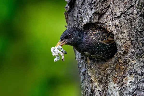 Starling Våren Häckande Träd Näste Hål European Starling Sturnus Vulgaris — Stockfoto