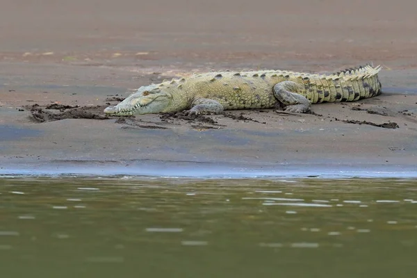 川の危険動物 川の近くの夜 コスタリカの日没の光と水のワニの肖像画 熱帯川からの危険な水の動物 — ストック写真