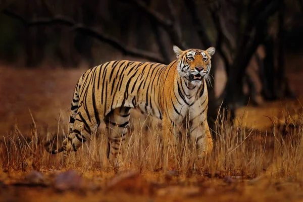 印度虎 在自然栖息地的野生动物 Ranthambore 大猫濒临绝种的动物旱季结束 季风开始 来自亚洲的老虎 — 图库照片