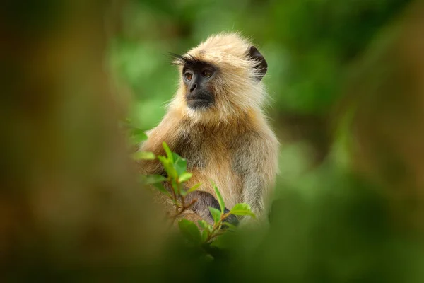 Macaco Índia Langur Comum Semnopithecus Entellus Macaco Sentado Árvore Habitat — Fotografia de Stock