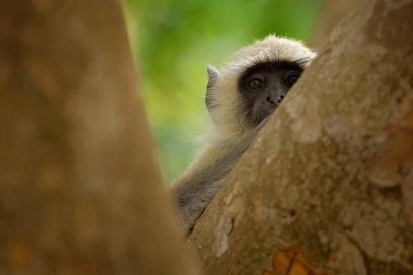 Indiai Majom Közönséges Langur Semnopithecus Entellus Majom Fán Természetes Élőhely — Stock Fotó