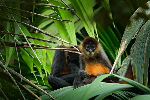 Spider Monkey Palm Tree Green Wildlife Costa Rica Black Handed — Stock Photo, Image