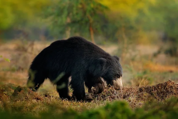 Індійська Дика Природа Sloth Bear Melursus Ursinus Ranthambore National Park — стокове фото