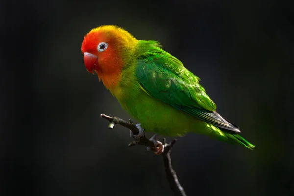 Lilian Nyasa Lovebird Agapornis Lilianae Green Red Green Small Parrot — Stock Photo, Image