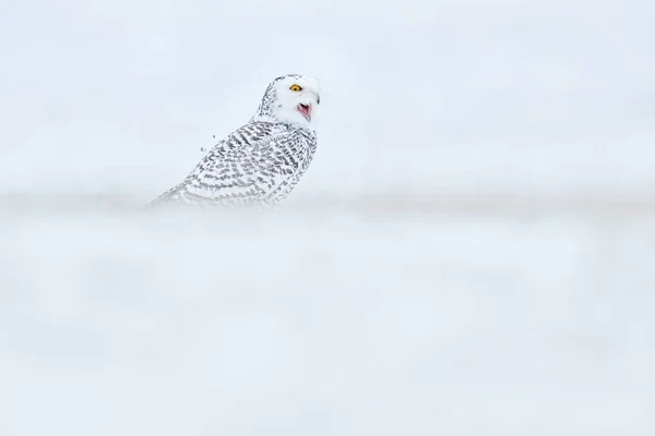 Koude Winter Sneeuwuil Zittend Sneeuw Habitat Witte Winter Met Mistige — Stockfoto