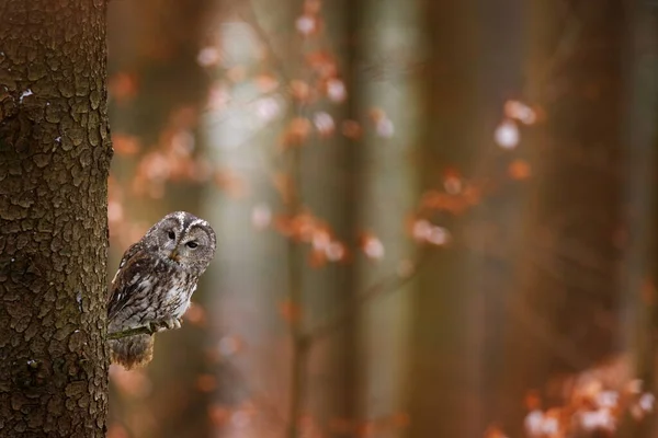 Tawny Bagoly Elrejtve Őszi Erdőben Fatörzsön Sötét Erdő Élőhelyén Gyönyörű — Stock Fotó