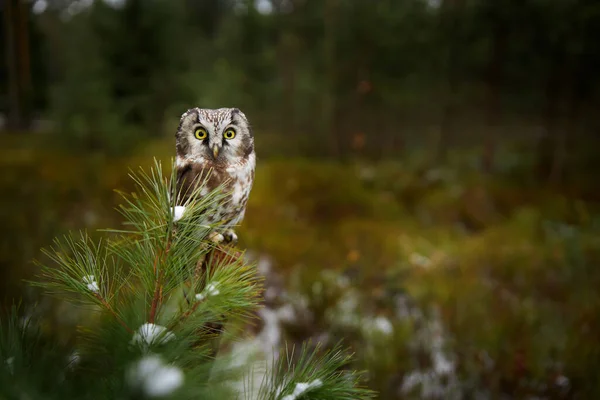 Uil Verborgen Groene Lariksboom Vogel Met Grote Gele Ogen Boreale — Stockfoto