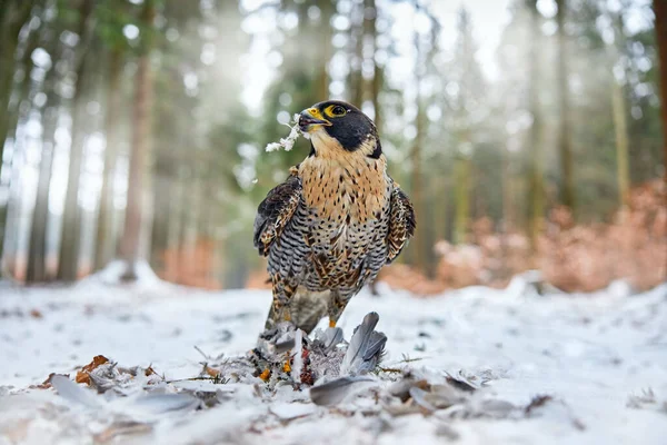 Peregrine Falcon Bird Prey Sitting Snow Catch Winter Snow Germany — Stock Photo, Image