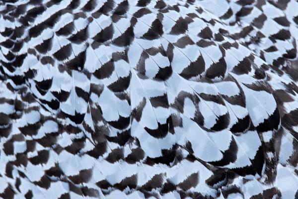 寒い冬 雪のフクロウは生息地の雪の上に座っている 霧の鳥と白い冬 自然からの野生動物のシーン マニトバ州 カナダ 白い牧草地にフクロウ 動物の行動 — ストック写真