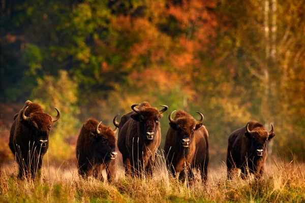 秋天森林里的野牛群 阳光灿烂的景象 大自然栖息地里有大大的棕色动物 树上有黄色的叶子 波兰国家公园 比亚洛维萨 大自然的野生动物场景 欧洲大黄野牛 — 图库照片