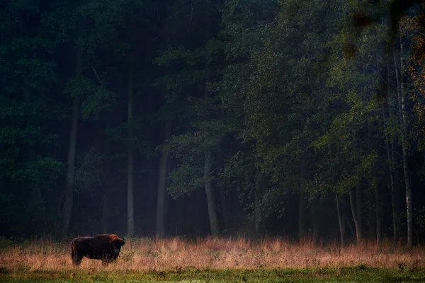 秋の森の中のバイソンの群れ 自然の生息地で大きな茶色の動物と日当たりの良いシーンは 木の上に黄色の葉 Bialowiza ポーランド 自然からの野生動物のシーン 大きな茶色のヨーロッパのバイソン — ストック写真