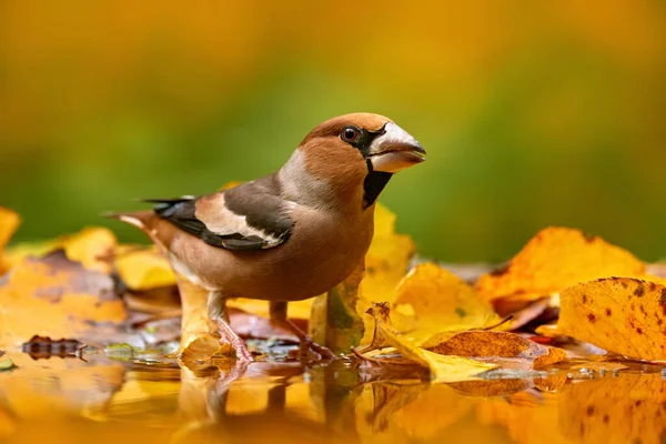 Jesienna Dzicz Hawfinch Coccothraustes Coccothraustes Brązowy Ptaszek Siedzący Pomarańczowym Żółtym — Zdjęcie stockowe