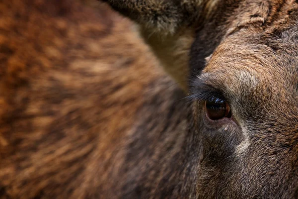 Elk Moose 클로즈업 비오는 날에는 어두운 숲에서 Alces 수있다 아름다운 — 스톡 사진