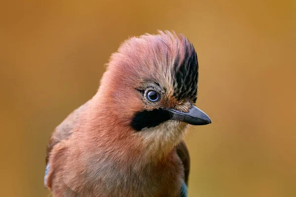 Pájaro Primer Plano Cabeza Con Cresta Retrato Bonito Pájaro Euroasiático —  Fotos de Stock