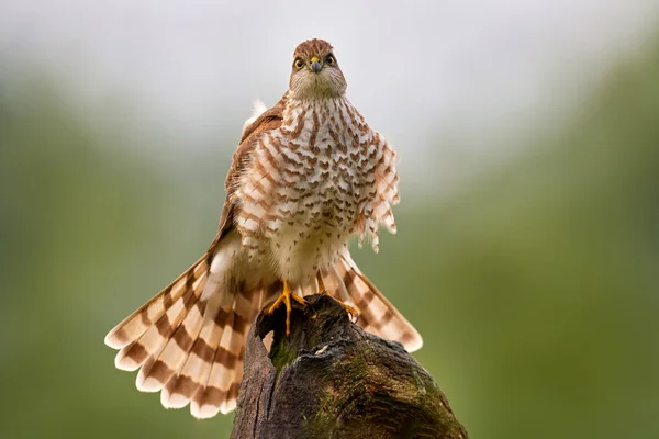 Sparrowhawk, Accipiter nisus, sitting green tree trunk in the forest, back light. Wildlife animal scene from nature. Hawk bird in the winter forest habitat, Poland