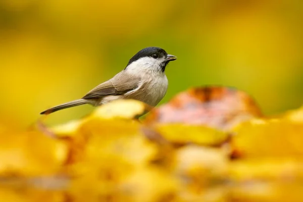 Songbird Autumn Wildlife Marsh Tit Parus Palustris Songbird Sitting Nice — 스톡 사진