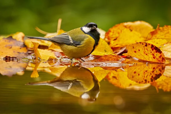 Autumn Wildlife Great Tit Parus Major Black Yellow Songbird Sitting — Stock Photo, Image