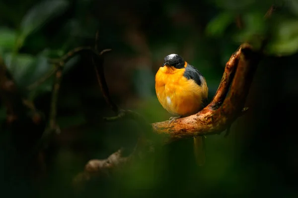 Śnieżnokoronowany Robin Chat Cossypha Niveicapilla Pomarańczowy Ptak Białą Czapką Naturalnym — Zdjęcie stockowe