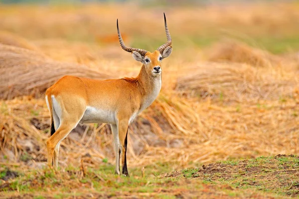 Lechwe Kobus Leche Antilop Aranyfüves Vizes Területeken Vízzel Lechve Fut — Stock Fotó