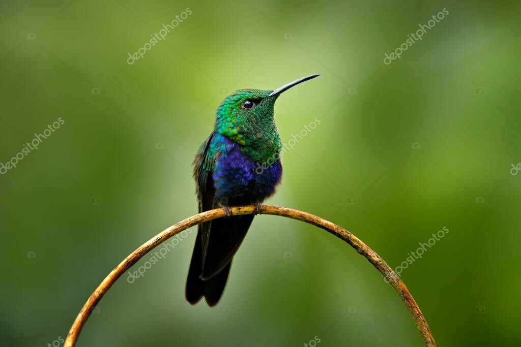 Yalangoch L Temnikova