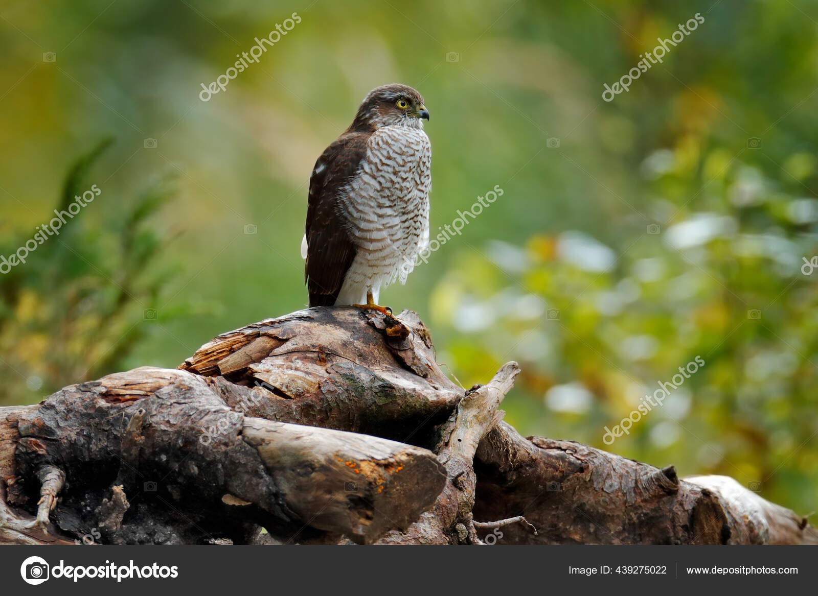 森林里的鹰斯洛伐克美丽的森林与鸟猎鸟欧亚大陆雀鹰幼鸟尼索斯坐在树桩上自然野生生物——图库图片© OndrejProsicky #