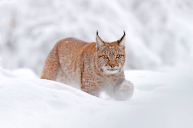Luchs, kış yaban hayatı. Doğal ortamında sevimli, büyük bir kedi, soğuk. Polonya 'nın güzel vahşi vaşaklarıyla dolu karlı bir orman. Avrasya Vaşak doğası koşuyor, ormanda karlı bir kedi. 