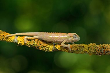 Orman habitatında bir dalda oturuyordu. Madagaskar 'dan gelen uzun kuyruklu egzotik, yeşil sürüngen. Doğadan vahşi yaşam sahnesi.  