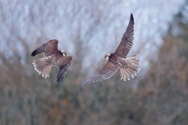 Falcon figh. Gyrfalcon, Falco rusticolus, yırtıcı kuş. Beyaz kafalı, nadir bulunan bir kuş. Soğuk kışta orman, doğal yaşam alanında hayvan, Rusya. Vahşi yaşam doğayı şekillendirir. Ağaçların üzerindeki şahin.