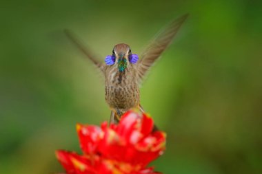 Kırmızı çiçekli sinekkuşu. Kahverengi kulaklı, güzel bir menekşe çiçeğinin yanında uçan, güzel çiçekli yeşil bir arka plan. Doğadaki kuşlar, vahşi Kosta Rika.