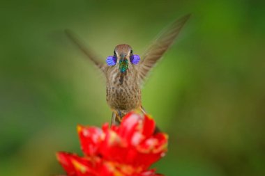 Hummingbird with red flower fly. Brown Violet-ear, flying next to beautiful violet bloom, nice flowered green background. Birds in the nature habitat, wild Costa Rica. clipart