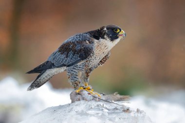 Avcı kuş yakalar. Peregrine Falcon, Almanya 'da kış boyunca karla birlikte karda oturan yırtıcı kuş. Falcon cadısı güvercini öldürdü. Karlı doğadan vahşi yaşam sahnesi.