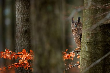 Gizli baykuş. Orman habitatında yaşlı ağaç gövdesinde oturan büyük baykuş. Avrasya Kartalı Baykuşu, Bubo bubo, büyük turuncu gözlü, Almanya. Sonbahar ormanındaki kuş, ağaçların arasında güzel güneş ışığı.. 