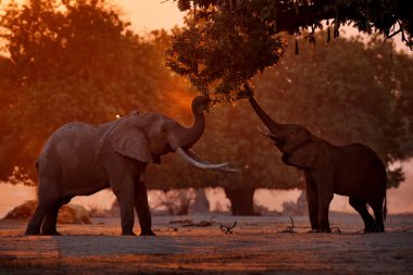 Fil, ağaç dalını besliyor. Mana Havuzları 'ndaki fil, Afrika' daki Zimbabwe. Eski ormandaki büyük hayvan. Akşam ışığı, güneş batışı. Doğadaki büyülü vahşi yaşam sahnesi. 