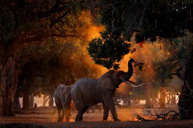 Fil, ağaç dalını besliyor. Mana Havuzları 'ndaki fil, Afrika' daki Zimbabwe. Eski ormandaki büyük hayvan. Akşam ışığı, güneş batışı. Doğadaki büyülü vahşi yaşam sahnesi. 