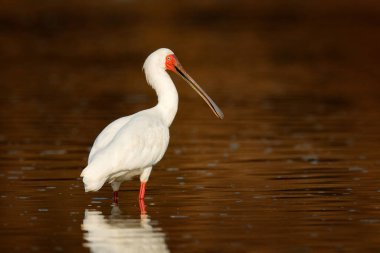 Afrika kaşık faturası, Platalea alba, Okavango deltasından Ibis, Moremi, Botswana, Afrika. Nehir suyunda kuş avı. Kırmızı gagalı beyaz kaşık gagalı, doğal ortamında. Vahşi yaşam doğası.